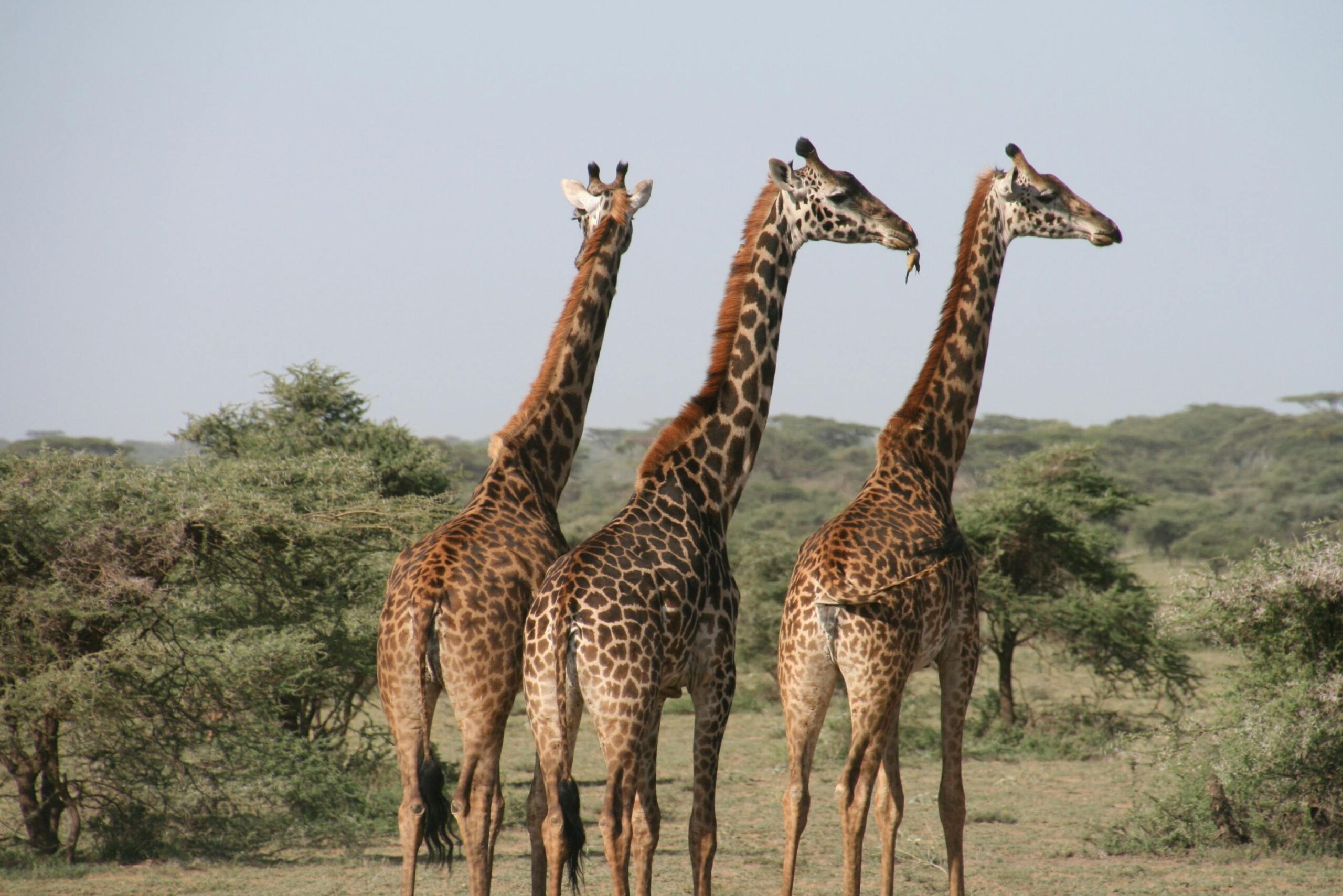 pexels-photo-259554-259554 Close-up of three giraffes in the savannah, captured in daylight on a safari.